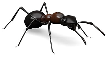 image of an ant in white background