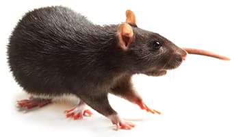 image of rat staring with black eyes