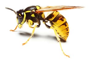 small image of wasp in white background